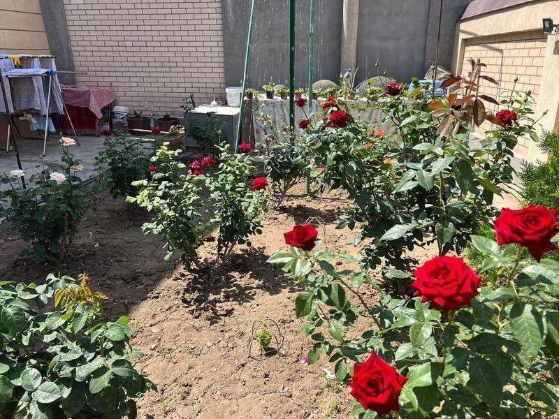 Shodlik Guest House Khiva Exterior photo